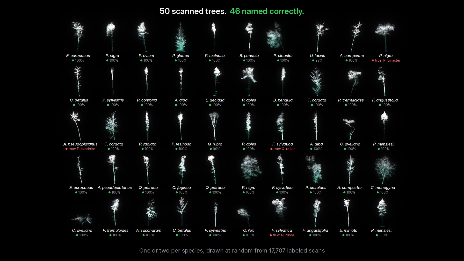 Fifty LiDAR tree scans in a grid, each labeled with the predicted species; 46 of 50 named correctly